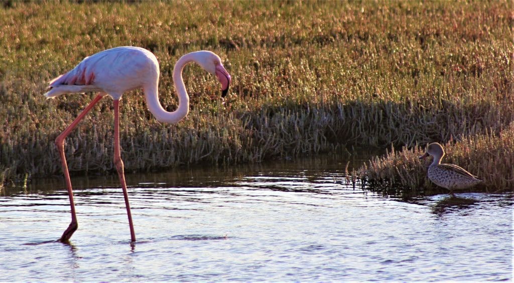 flamingo, Walvis Bay